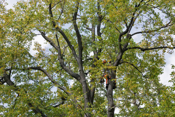 How Our Tree Care Process Works  in  Kingman, KS